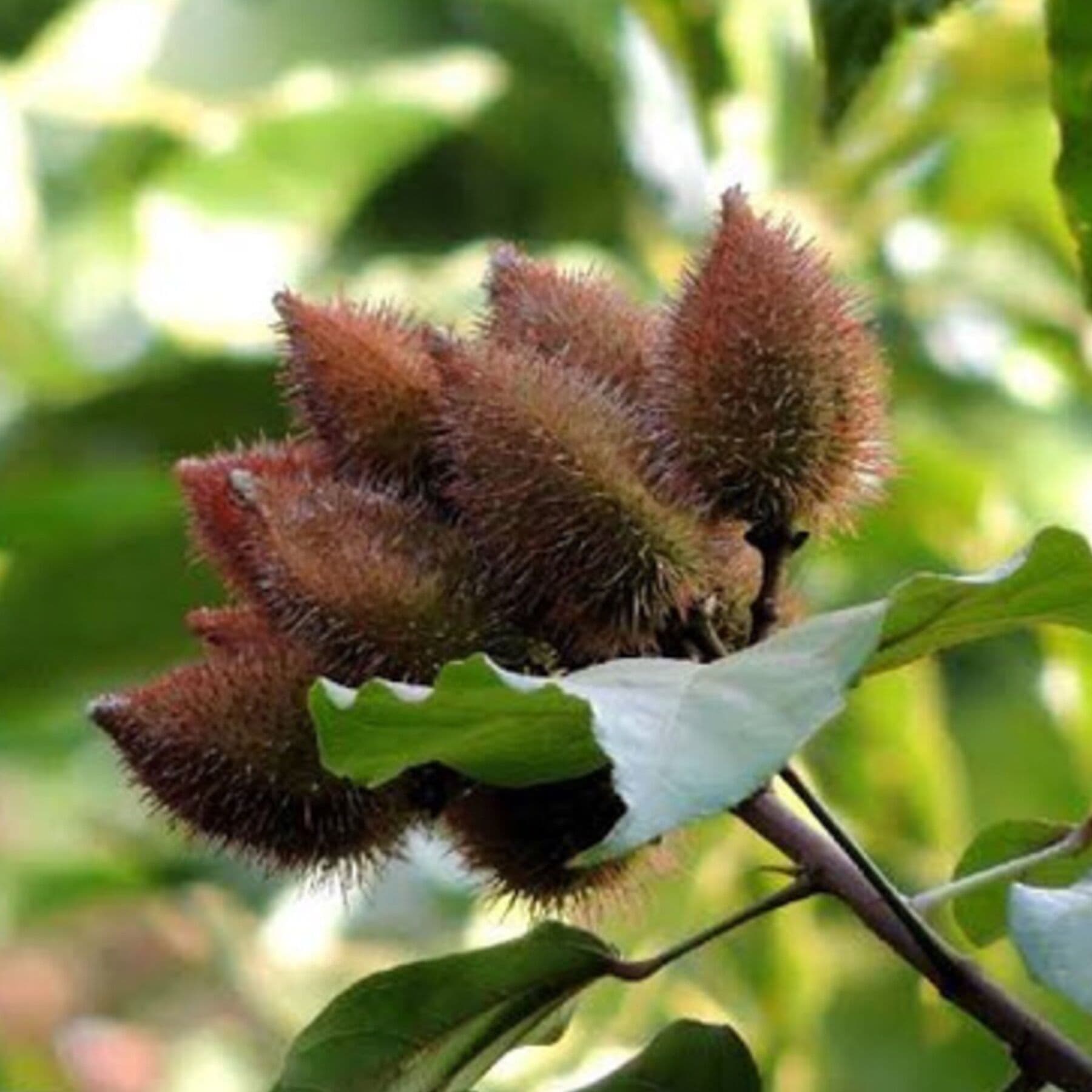Achiote