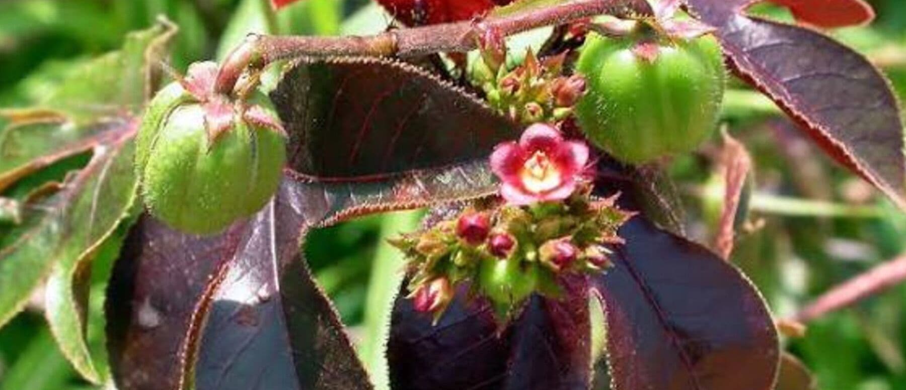 Flowering medicinal plant
