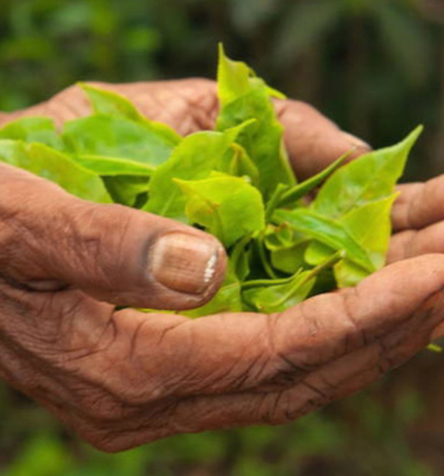 The vegetalista diet