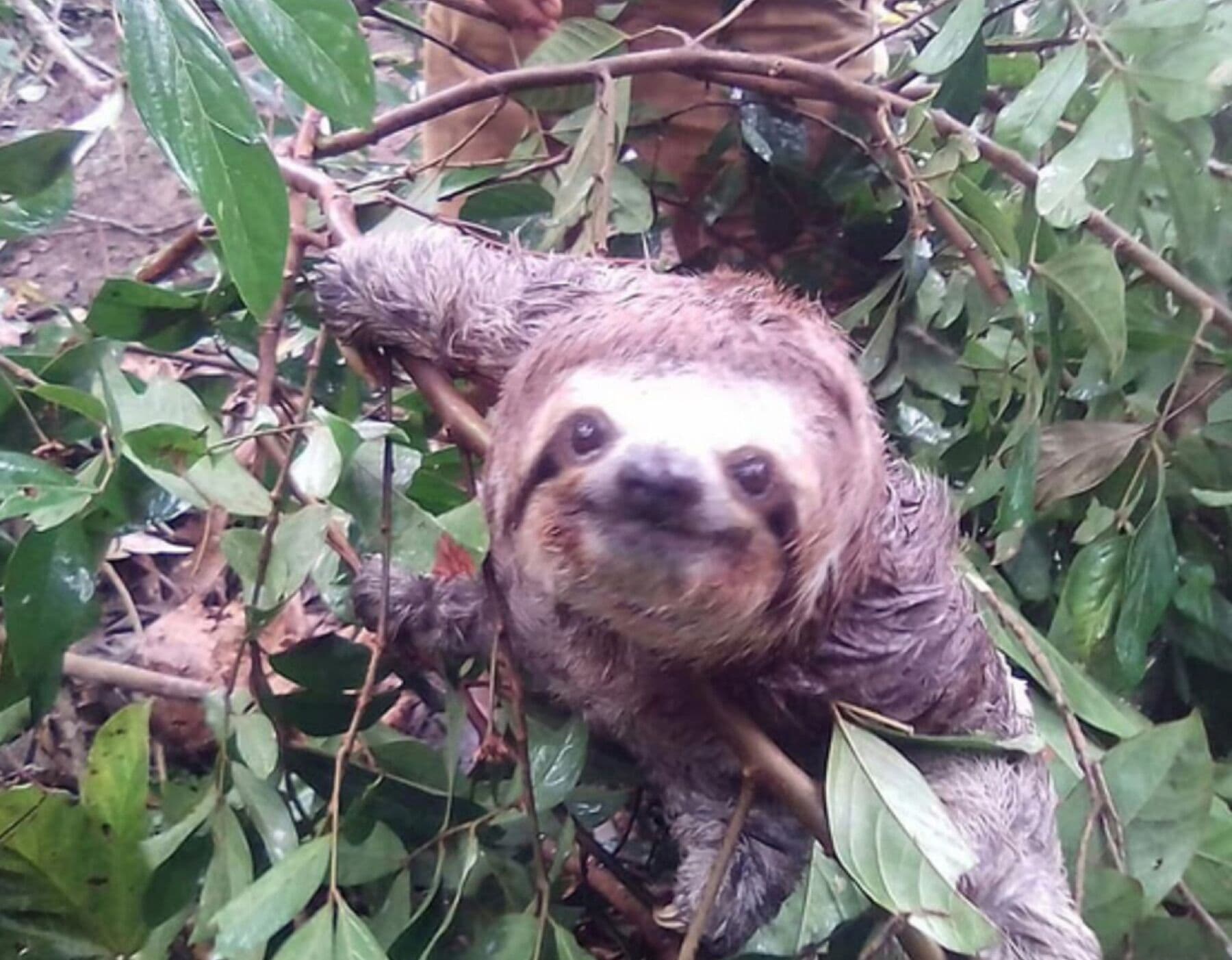 Fauna amazónica