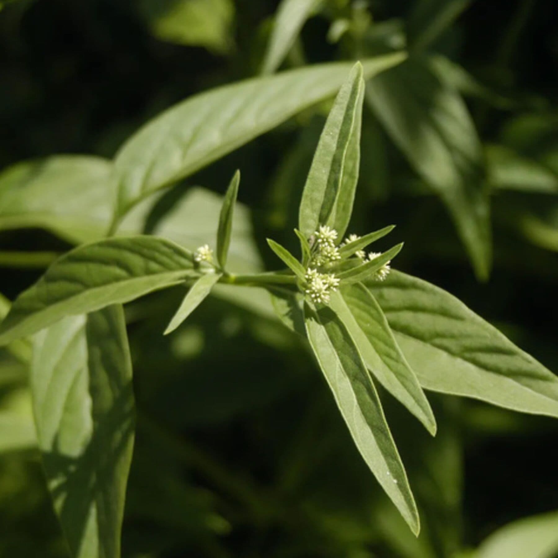 Supporting plant
