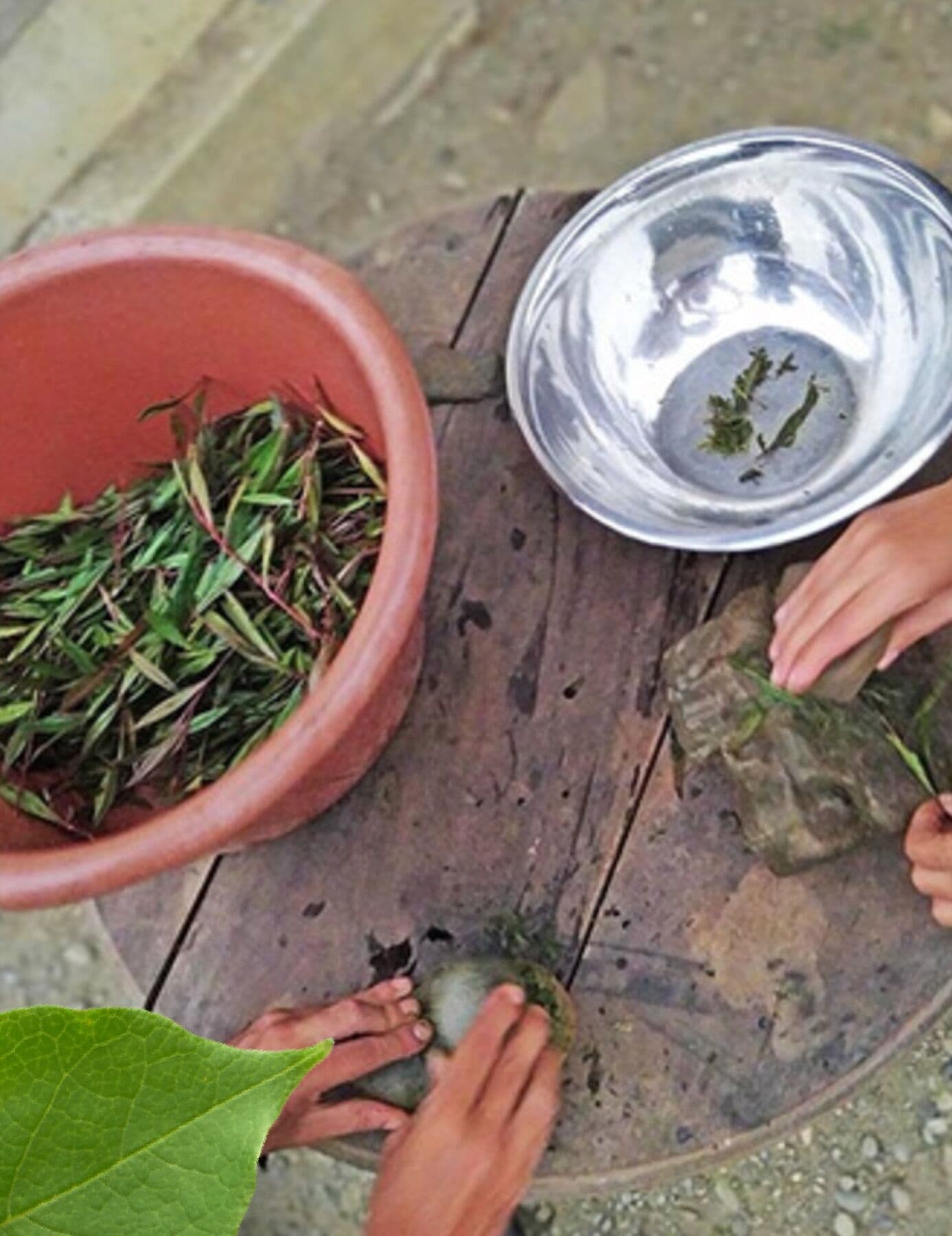Preparing plants